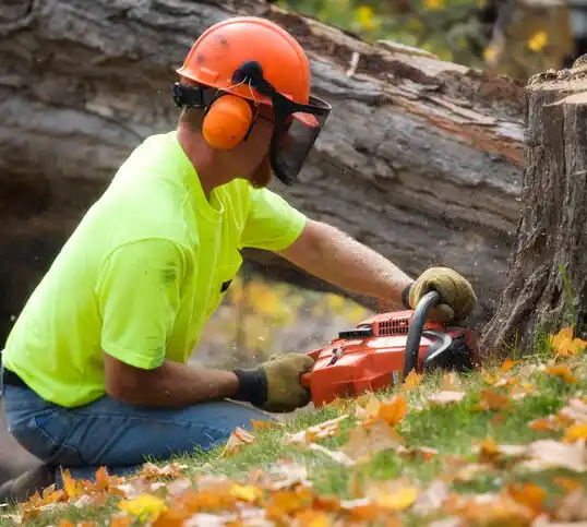 tree services Lynnview